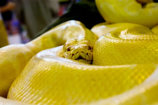 Albino Burmese python as a pet tame.