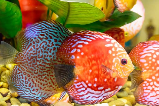 The fish in the cabinet, bright colors.