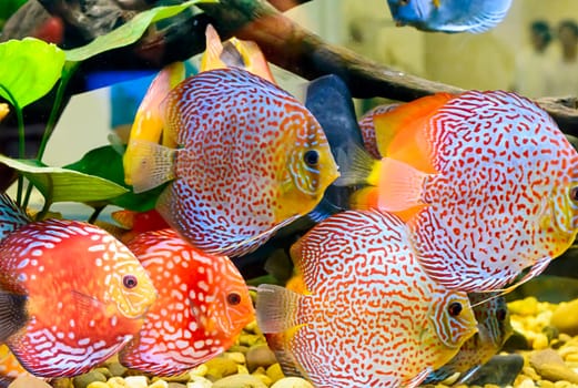 The fish in the cabinet, bright colors.