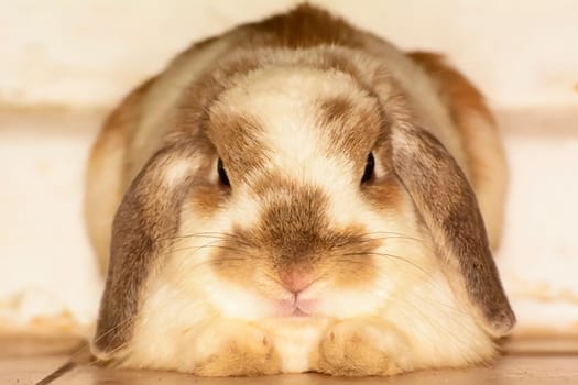 Rabbits are small mammals. Bunny is a colloquial name for a rabbit.