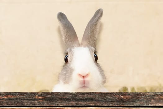 Rabbits are small mammals. Bunny is a colloquial name for a rabbit.