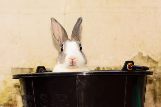 Rabbits are small mammals. Bunny is a colloquial name for a rabbit.