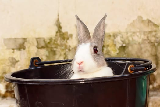 Rabbits are small mammals. Bunny is a colloquial name for a rabbit.