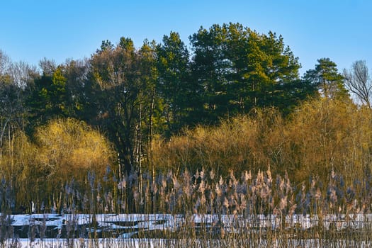 a tall, slender-leaved plant of the grass family, which grows in water or on marshy ground. Winter forest with green pine trees and dry reeds