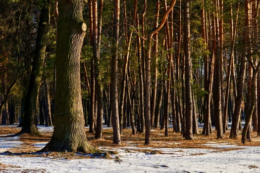 the coldest season of the year, in the northern hemisphere from December to February. Oak trunk and young pine trees in the forest on a sunny winter day