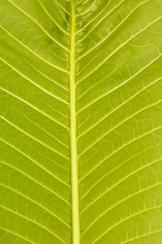 The green plumeria leaf in the garden