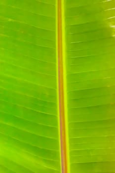 The green banana leaf in the garden