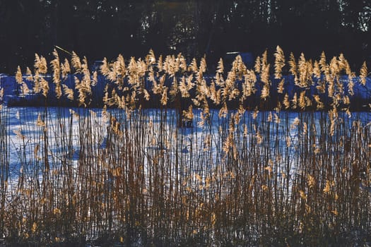 a tall, slender-leaved plant of the grass family, which grows in water or on marshy ground. Dried cane reeds in winter in the warm rays of sunlight