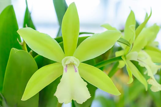 Cattleya is a genus of 113 species of orchids from Costa Rica and the Antilles south to Argentina.
