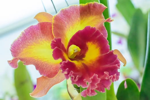 Cattleya is a genus of 113 species of orchids from Costa Rica and the Antilles south to Argentina.