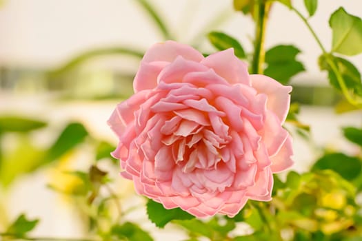 Rose in many colors and beautiful in garden