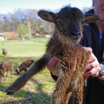 New born soay lamb is shown proudly by the owner.