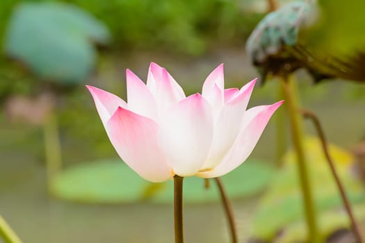 Lotus in many colors and beautiful in ponds.