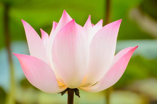 Lotus in many colors and beautiful in ponds.