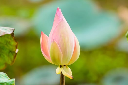 Lotus in many colors and beautiful in ponds.
