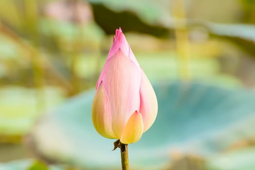 Lotus in many colors and beautiful in ponds.