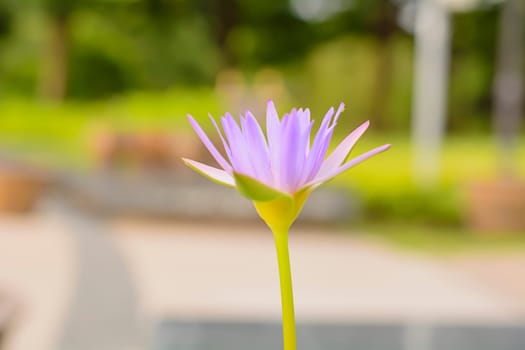 Lotus in many colors and beautiful in ponds.