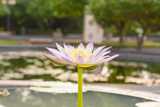 Lotus in many colors and beautiful in ponds.