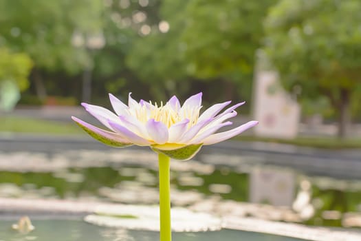 Lotus in many colors and beautiful in ponds.