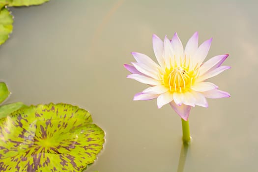 Lotus in many colors and beautiful in ponds.