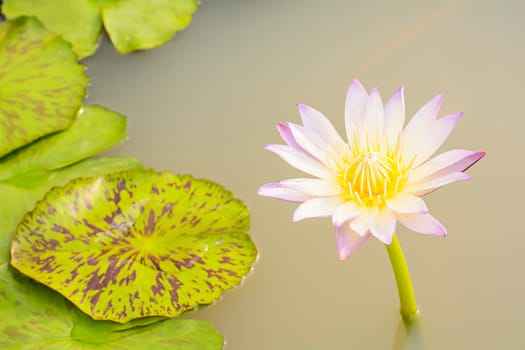 Lotus in many colors and beautiful in ponds.