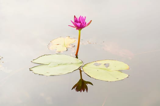 Lotus in many colors and beautiful in ponds.