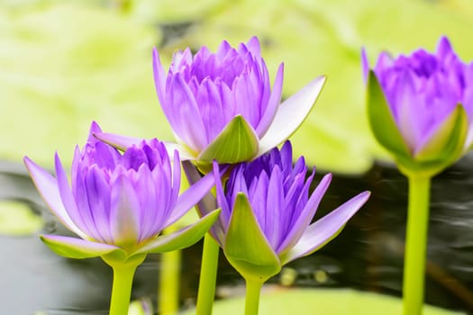 Lotus in many colors and beautiful in ponds.