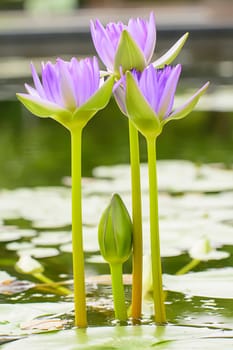 Lotus in many colors and beautiful in ponds.