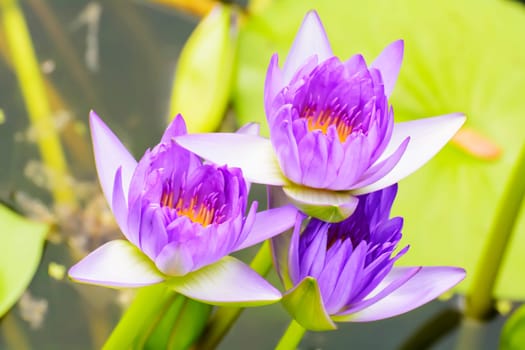 Lotus in many colors and beautiful in ponds.