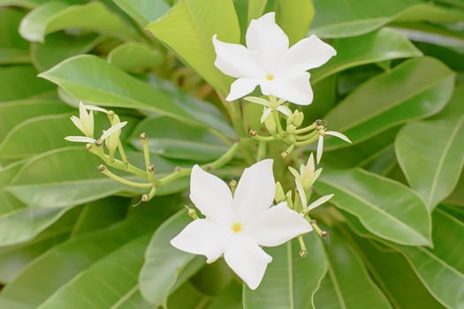 Forest Jasmine, they are a bright white with pink fringes.