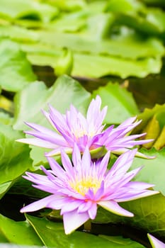 Lotus in many colors and beautiful in ponds.