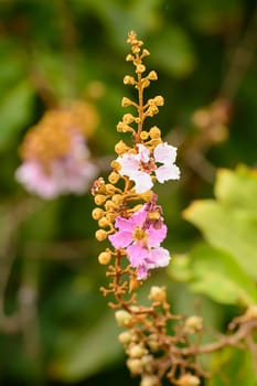 The flowers are beautiful and refreshing.Its beautiful