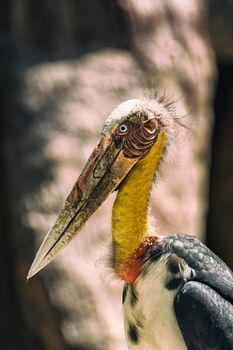 Image of a Lesser adjutant stork. wild animals.