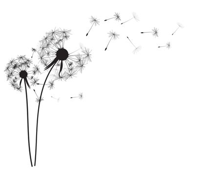 Abstract dandelion background vector illustration EPS10