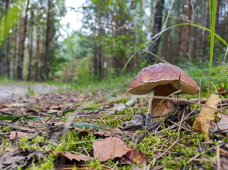 White mushroom grows near forest road. Beautiful mushrooms season in wood