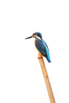 Image of common kingfisher (Alcedo atthis) perched on a branch on white background. Bird. Animals.