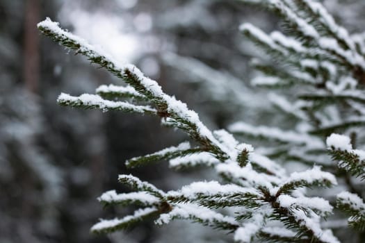 Branches of spruce under the snow close up