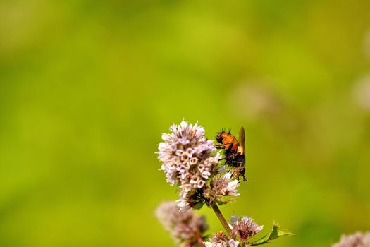 hoverfly on a flower of a peppermint