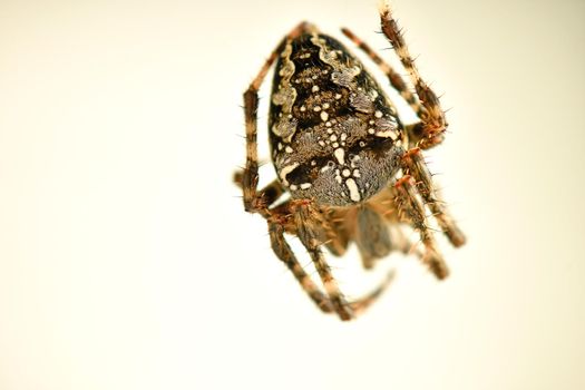 a garden spider in its web in a macro