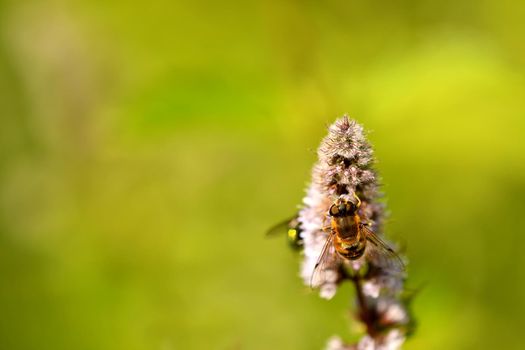 hoverfly on a peppermint flower