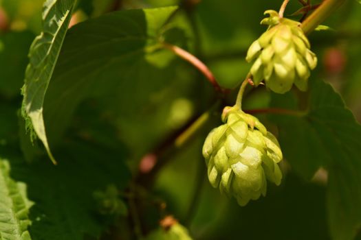 hops with ripe cones in summer