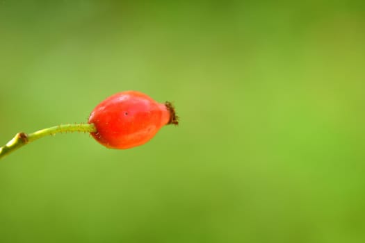 rose hip on a green, empty background