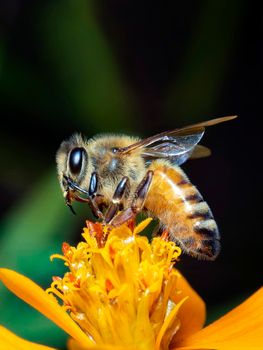 Image of little bee or dwarf bee(Apis florea) on yellow flower collects nectar on a natural background. Insect. Animal.