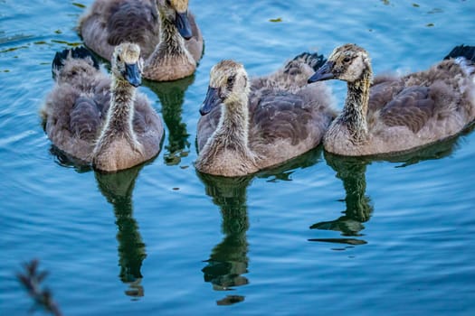 A group of young grey Canada geese swiming in lake