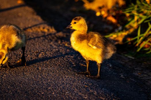 A couple of young yellow Canada geese walk across the road