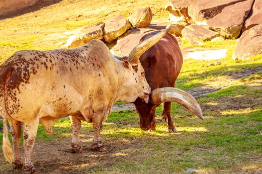 Two ankole cattles head-to-head encounter