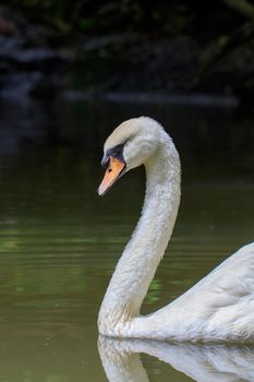 Image of a white swan on water. Wildlife Animals.