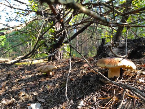 Two big cep mushroom grows in forest. Beautiful mushrooms season in wood