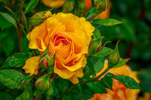 Beautiful rose blooms after rainfall, in Washington Park International Rose Test Garden, Portland, Oregon.