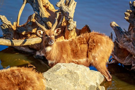 Antelope plays in the water